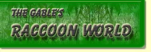 The Gable's Raccoon World - an extensive website all about raccoons
