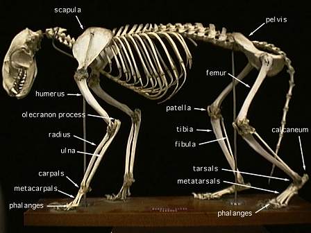 partially labelled raccoon skeleton - click for large photo