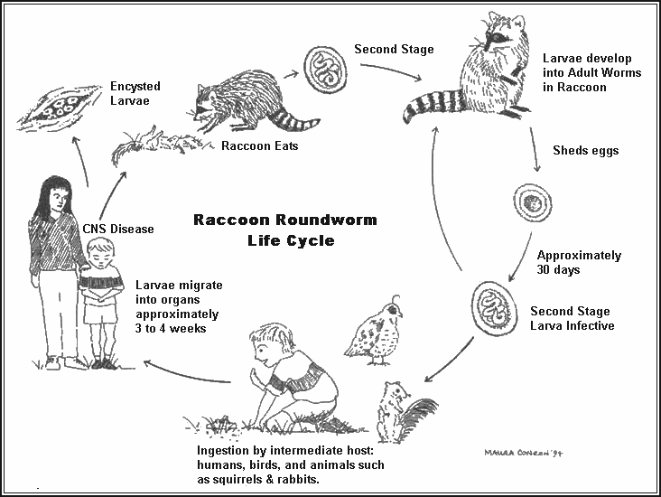 raccoon roundworm life cycle