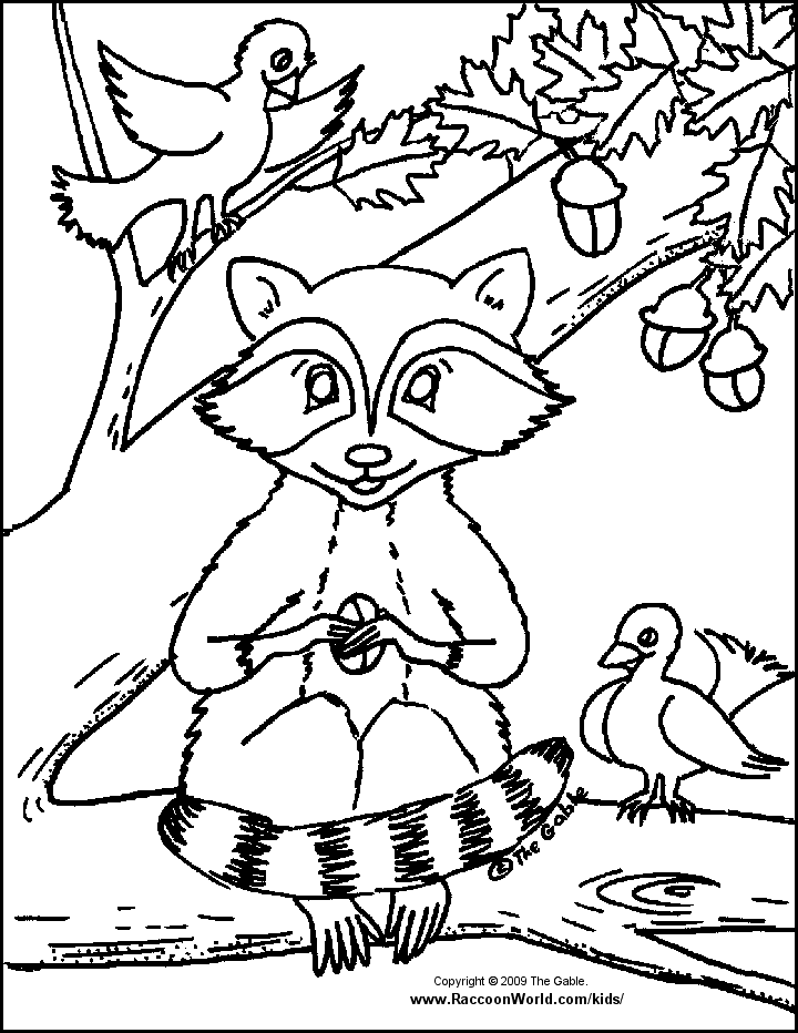 racoon in a tree coloring pages - photo #13