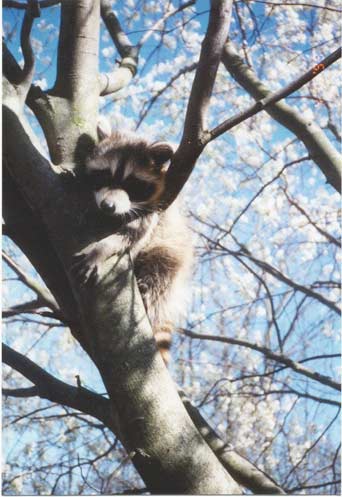 Jelly Bean in tree