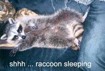 Zorro napping