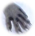 raccoon 'hand'