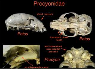 raccoon labelled skull views - click for large photo